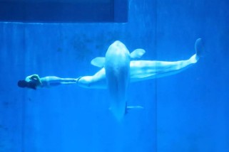 哈尔滨极地馆门票价格、表演时间及游览攻略全解析，轻松规划完美极地之旅