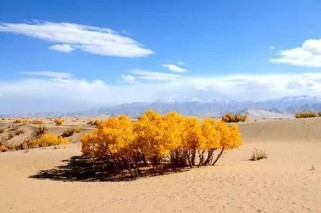 图木舒克旅游攻略：探秘新疆沙漠绿洲，体验胡杨林与丝路文化