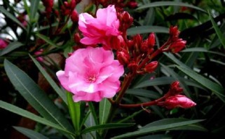 夹竹桃科植物全解析：从美丽观赏到毒性安全，教你如何正确识别与养护