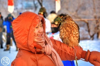 高清海东青图片大全下载：捕捉白色猎手的野性之美与拍摄技巧
