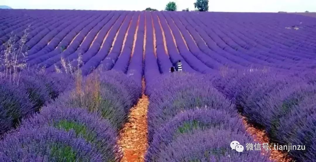 普罗旺斯旅游全攻略:薰衣草田、古罗马遗迹与慢生活体验,轻松规划完美南法之旅 普罗旺斯旅游全攻略:薰衣草田、古罗马遗迹与慢生活体验,轻松规划完美南法之旅