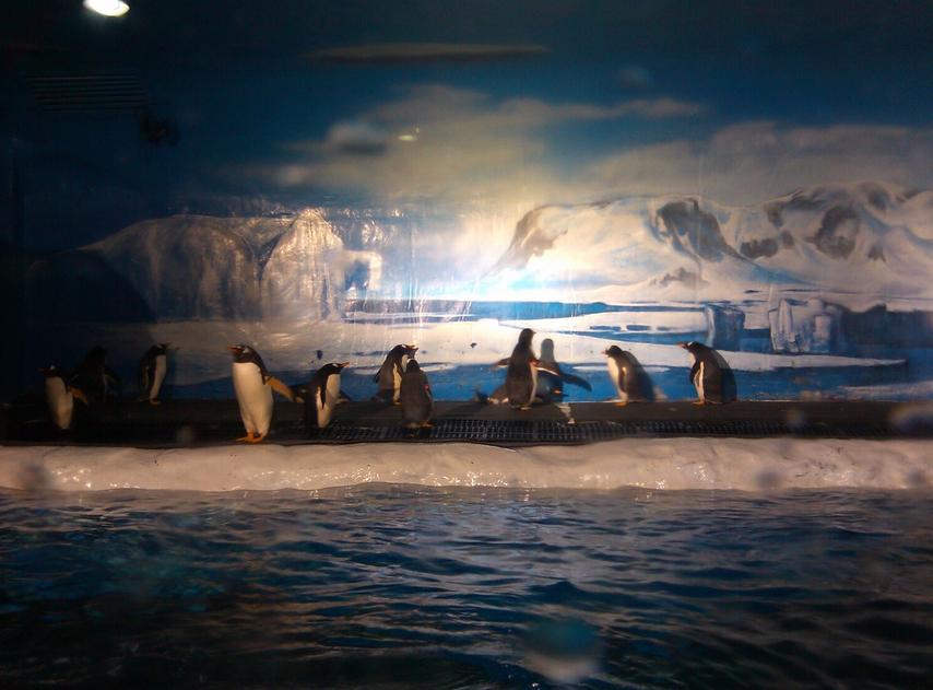 大连老虎滩游玩全攻略:必游景点路线、表演时间、门票优惠及交通指南 大连老虎滩游玩全攻略:必游景点路线、表演时间、门票优惠及交通指南