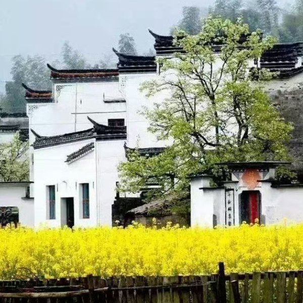 婺源怎么读?掌握正确发音技巧,轻松旅行不尴尬 婺源怎么读?掌握正确发音技巧,轻松旅行不尴尬