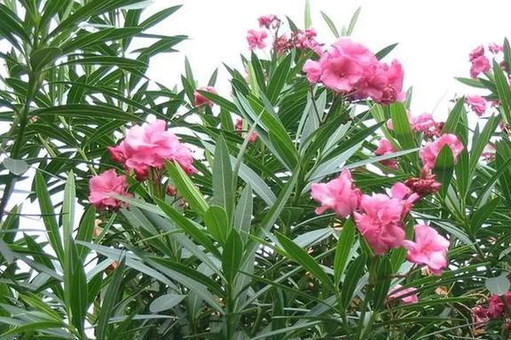 夹竹桃科植物全解析:从美丽观赏到毒性安全,教你如何正确识别与养护 夹竹桃科植物全解析:从美丽观赏到毒性安全,教你如何正确识别与养护