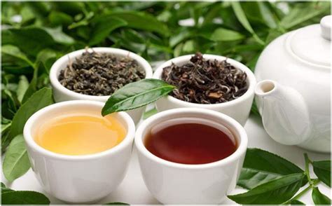 茶叶品牌绿茶